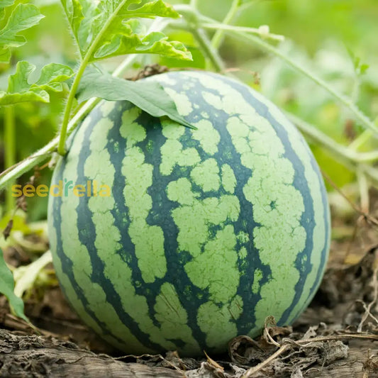 Wassermelone Fruit Seeds For Planting Grow Your Own Juicy Watermelons heirloom non-gmo organic garden seeds