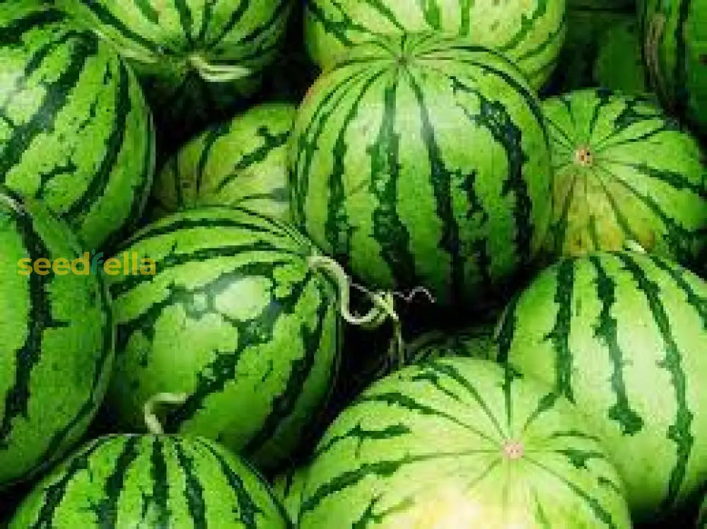 Wassermelone Fruit Seeds for Planting - Grow Your Own Juicy Watermelons