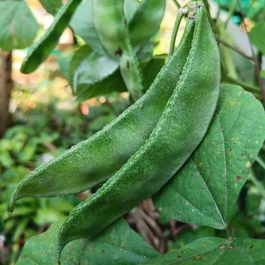 Hyacinth Bean Vegetable Seeds