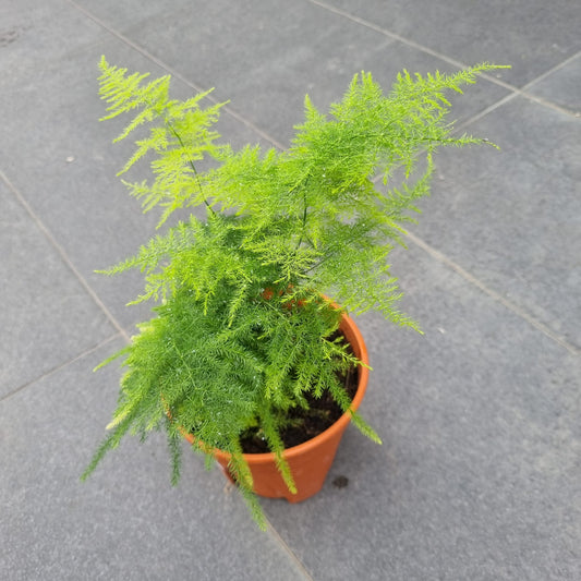 Asparagus Fern Herb Seeds
