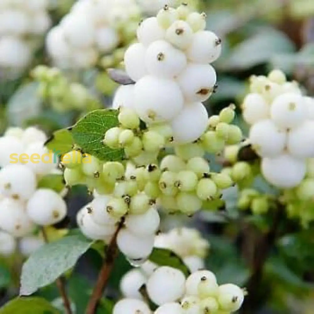 White Arbutus Bayberry Fruit Seeds For Planting heirloom non-gmo organic garden seeds