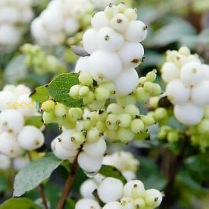 White Arbutus Bayberry Fruit Seeds For Planting heirloom non-gmo organic garden seeds