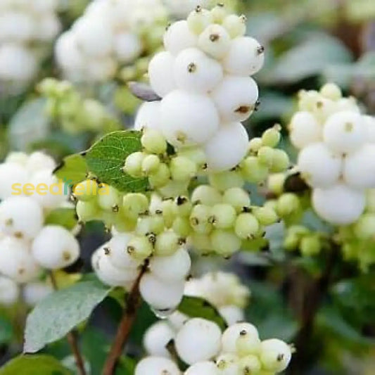 White Arbutus Bayberry Fruit Seeds For Planting heirloom non-gmo organic garden seeds