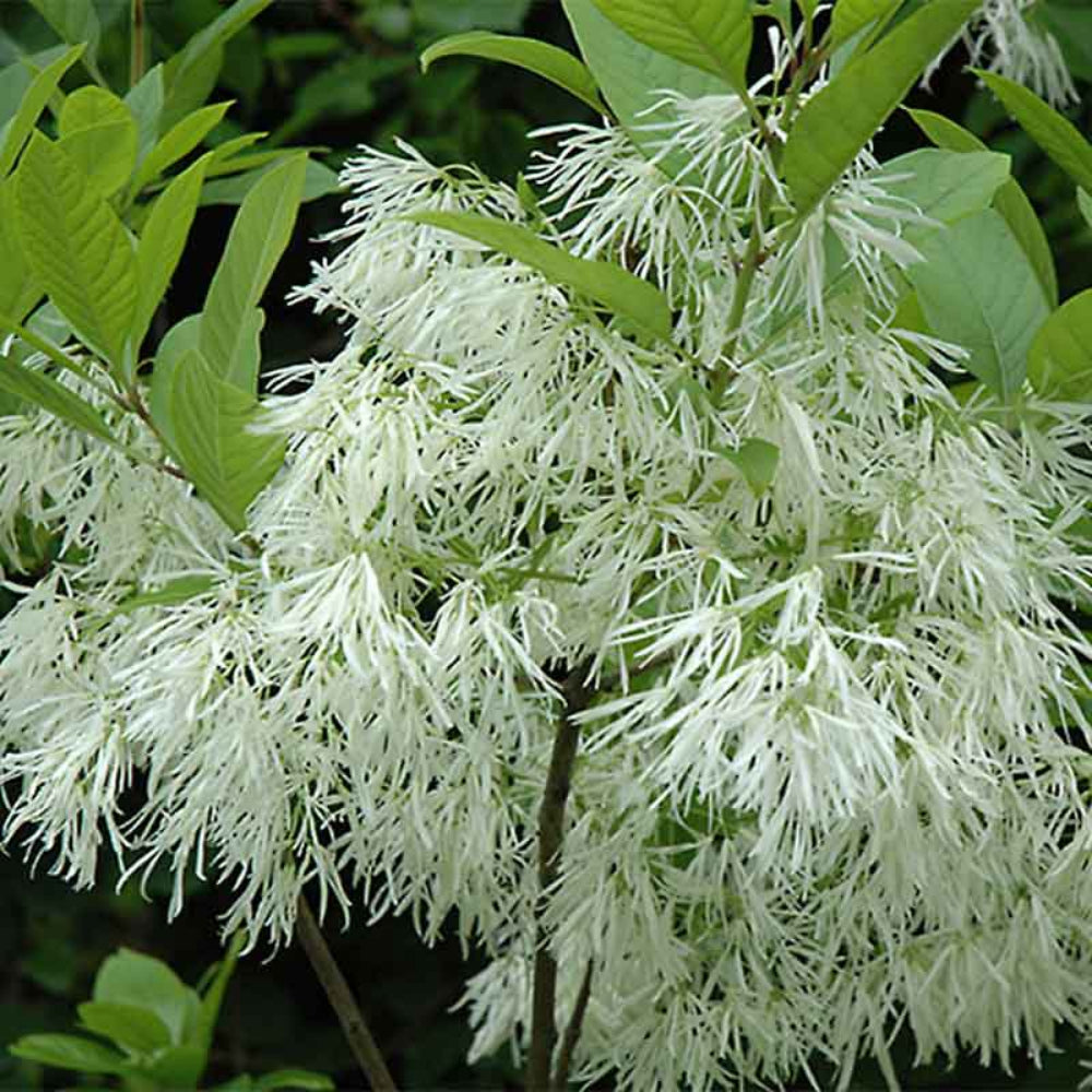 Fringe Flower Seeds