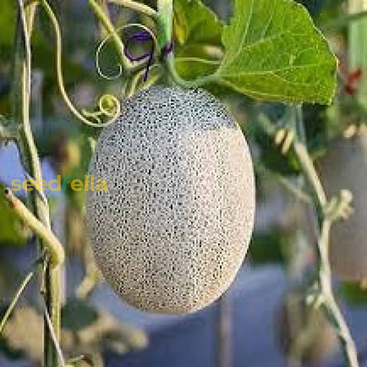 White Muskmelon Fruit Growing Essentials Seed For Juicy And Refreshing Harvests heirloom non-gmo organic garden seeds