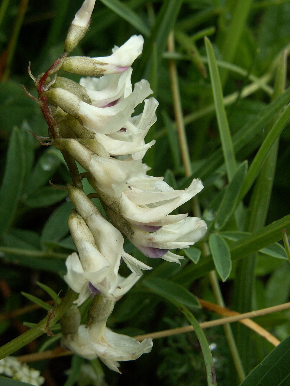 Non-GMO Milk Vetch Flower Seeds

