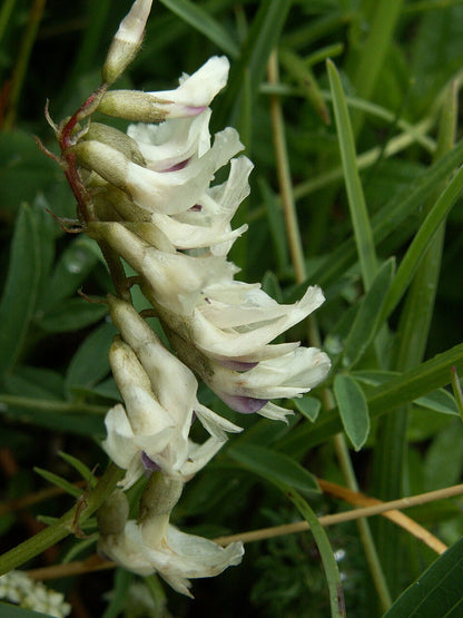 Non-GMO Milk Vetch Flower Seeds
