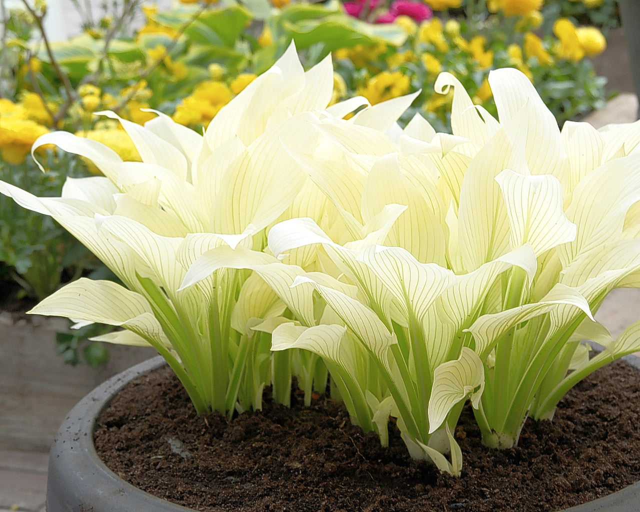 White Feather Hosta Plant Seeds