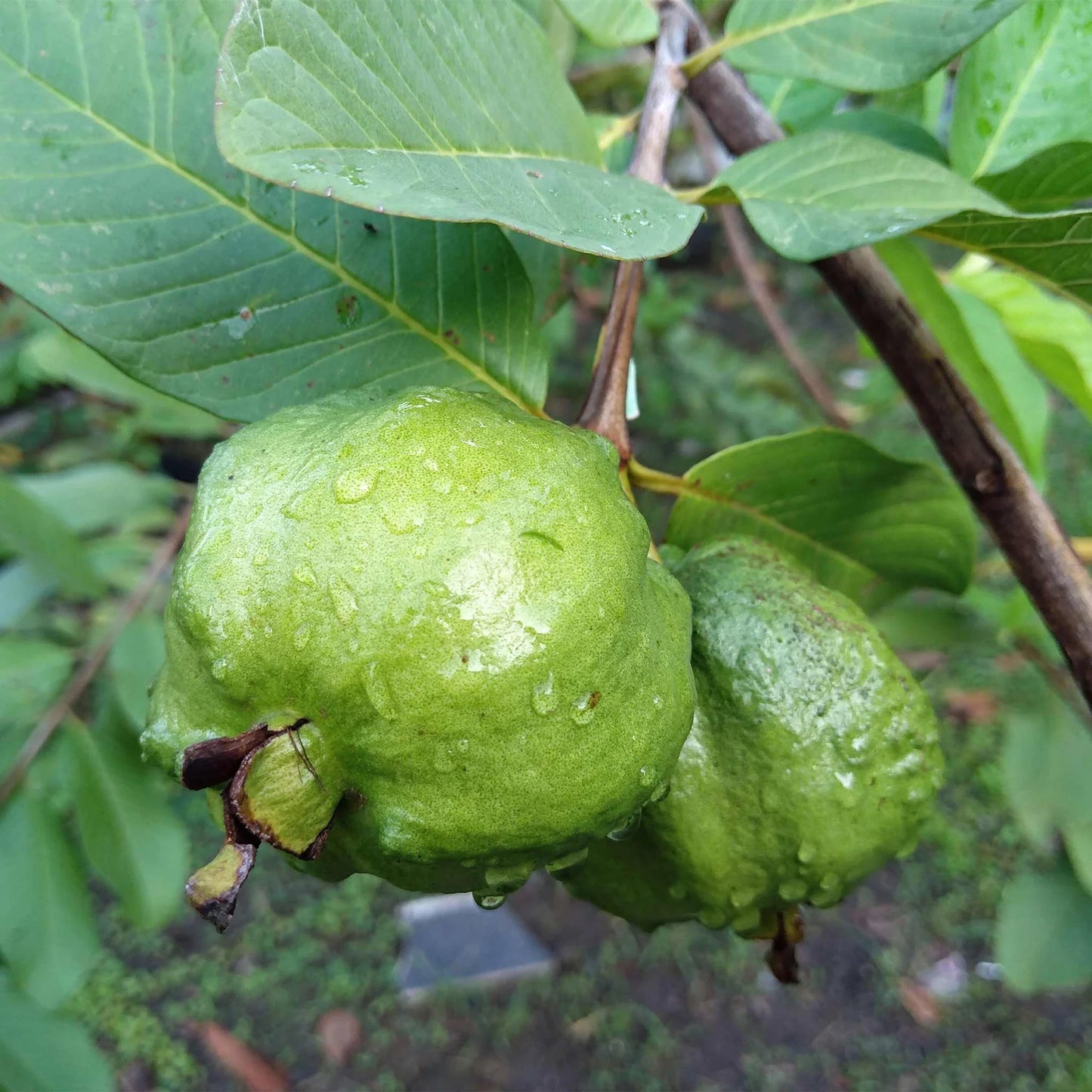 Weiße Guavenfruchtsamen