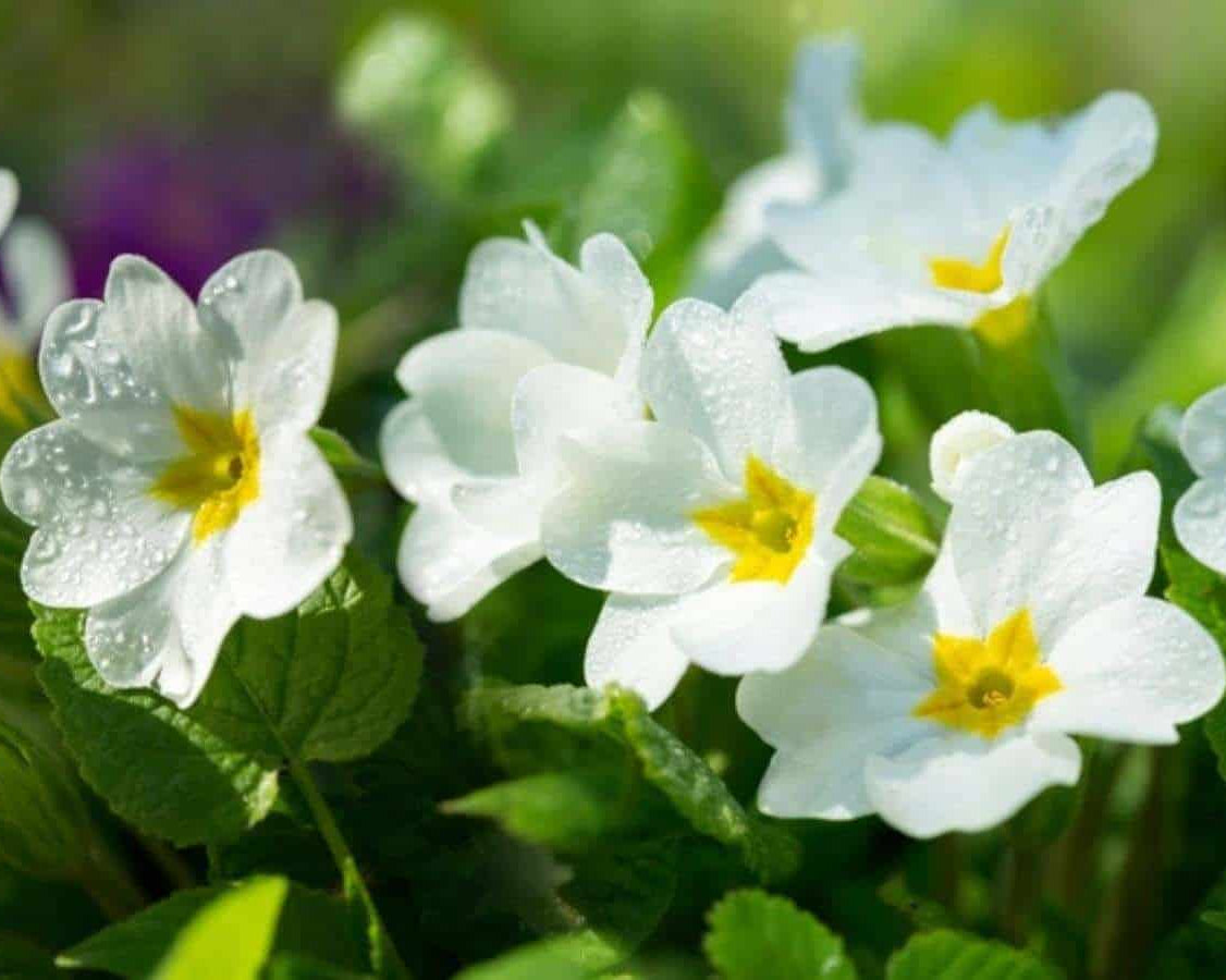 White Primrose Flower Seeds - Essential Planting Supplies