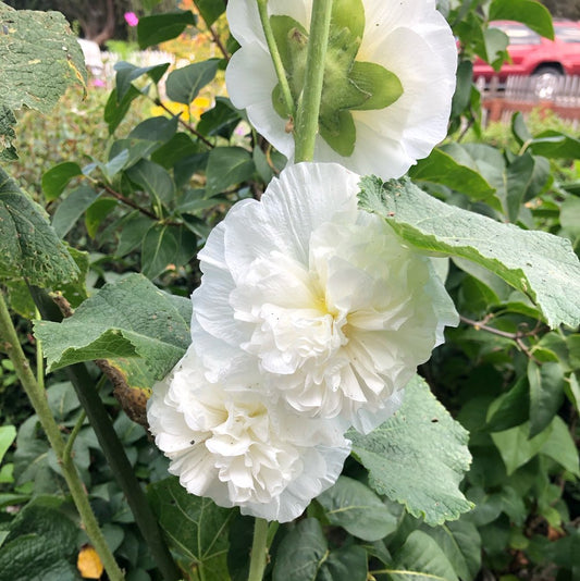 Double White Hollyhock Flower Seeds