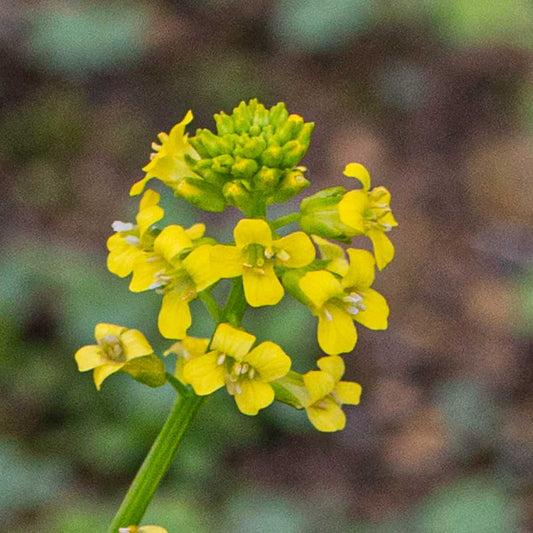 Yellow Rocketcress Flower Seeds