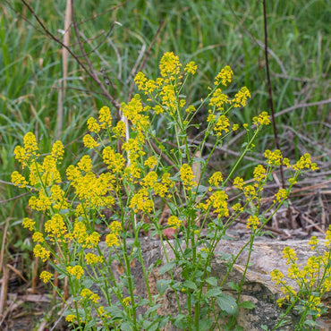 Yellow Rocketcress Flower Seeds