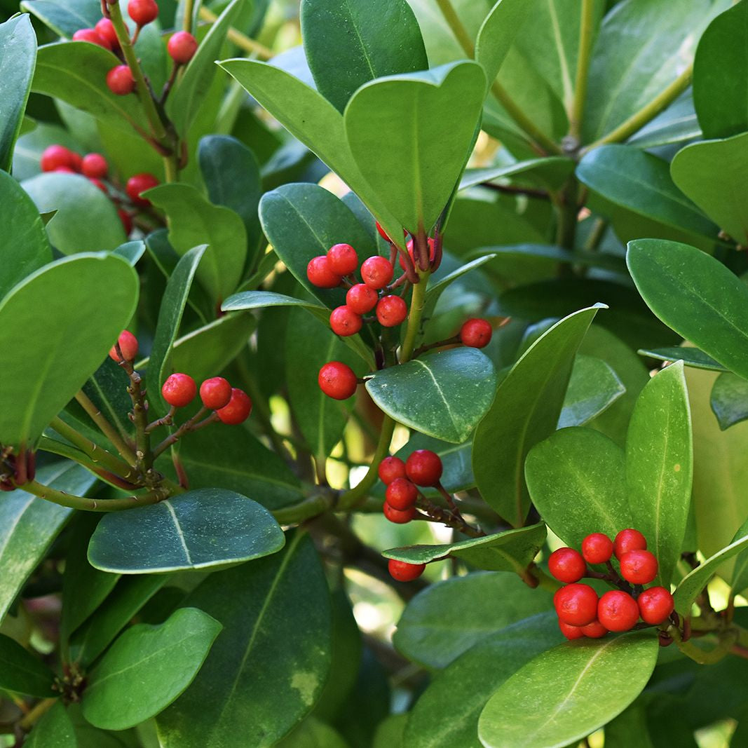 Wintergreen Gaultheria Procumbens Herb Seeds