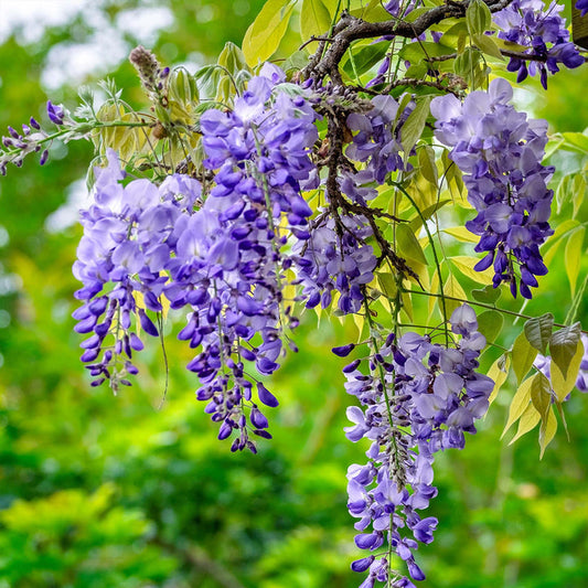 Wisteria Flower seeds for Planting - Drought Tolerant, Heirloom & GMO Free Seeds for Home Garden
 
 Sale for planting in home garden