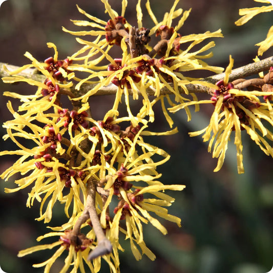 American Witch Hazel Shrub Seeds