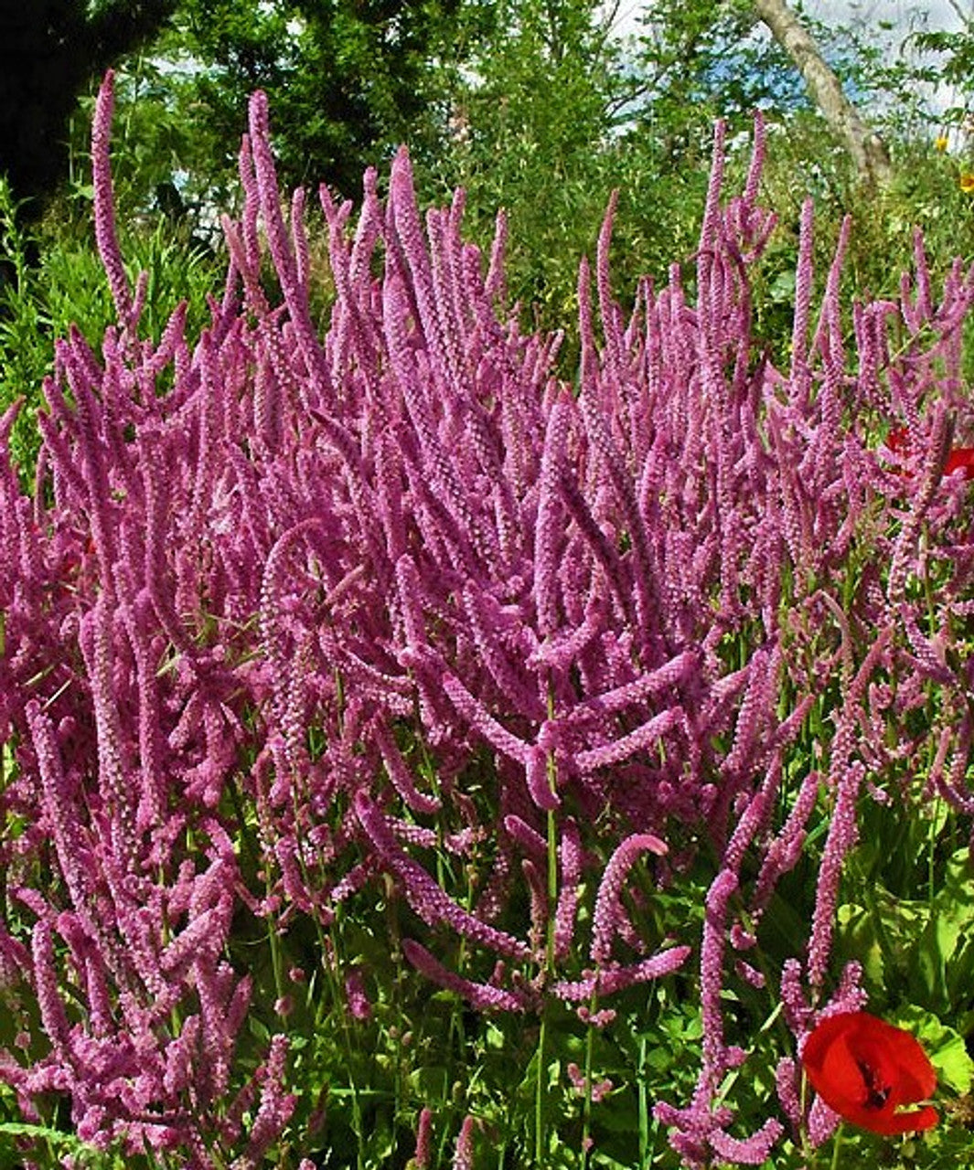 Limonium (Limonium Suworowii) seeds for planting in home garden