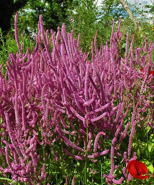 Limonium (Limonium Suworowii) seeds for planting in home garden