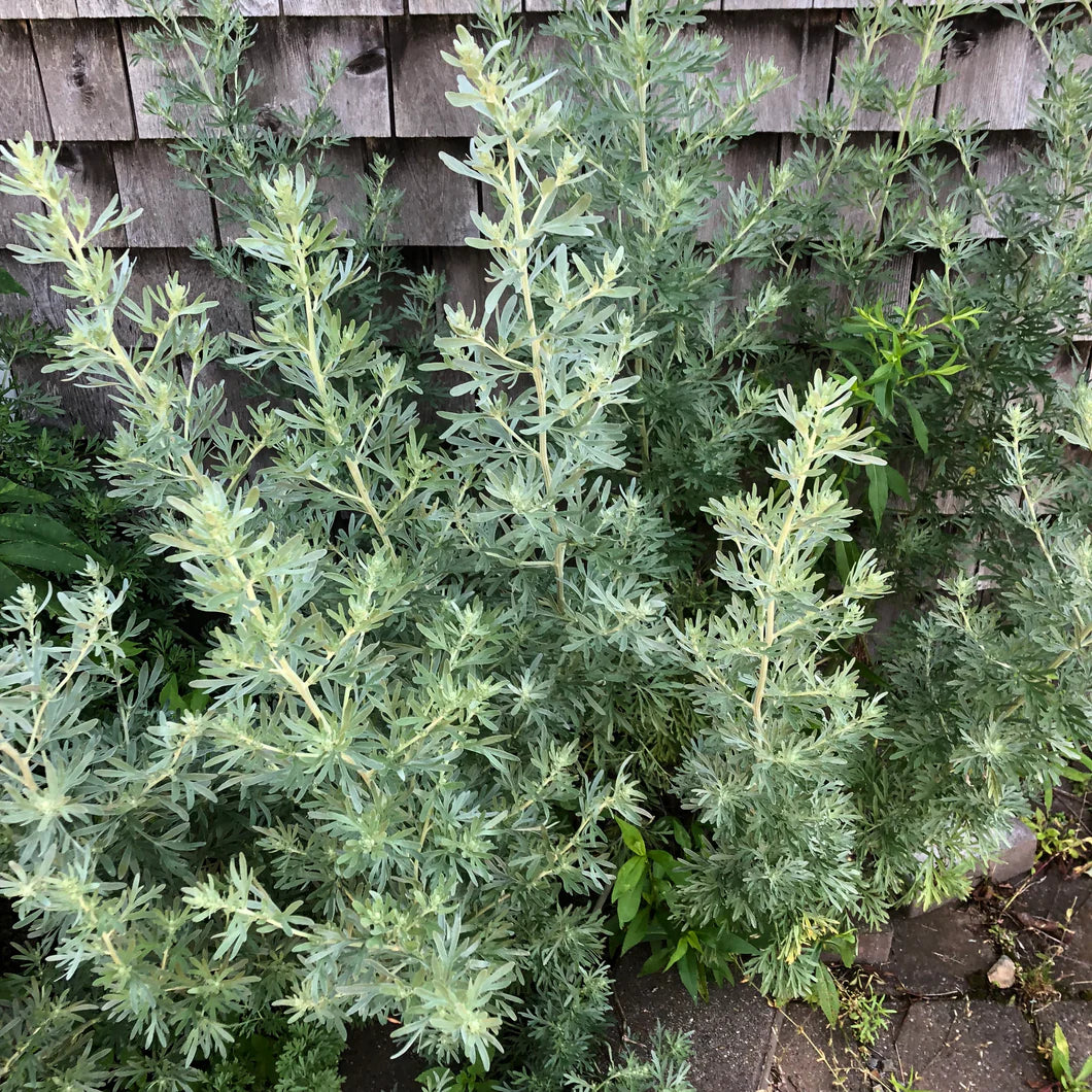 Absinthe Wormwood Herb Seeds
