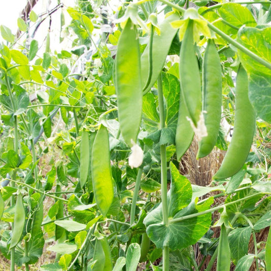 Oregon Sugar Pod Snow Pea Vegetable Seeds
