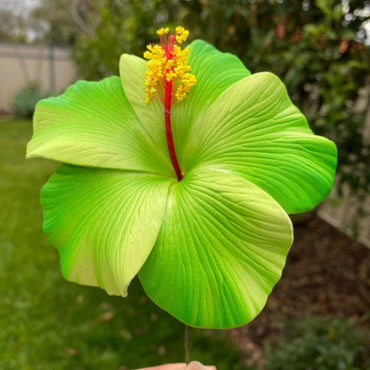 Green Yellow Hibiscus Flower Seeds