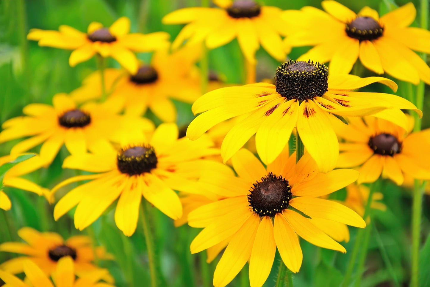 Black-Eyed Susan Flower Seeds