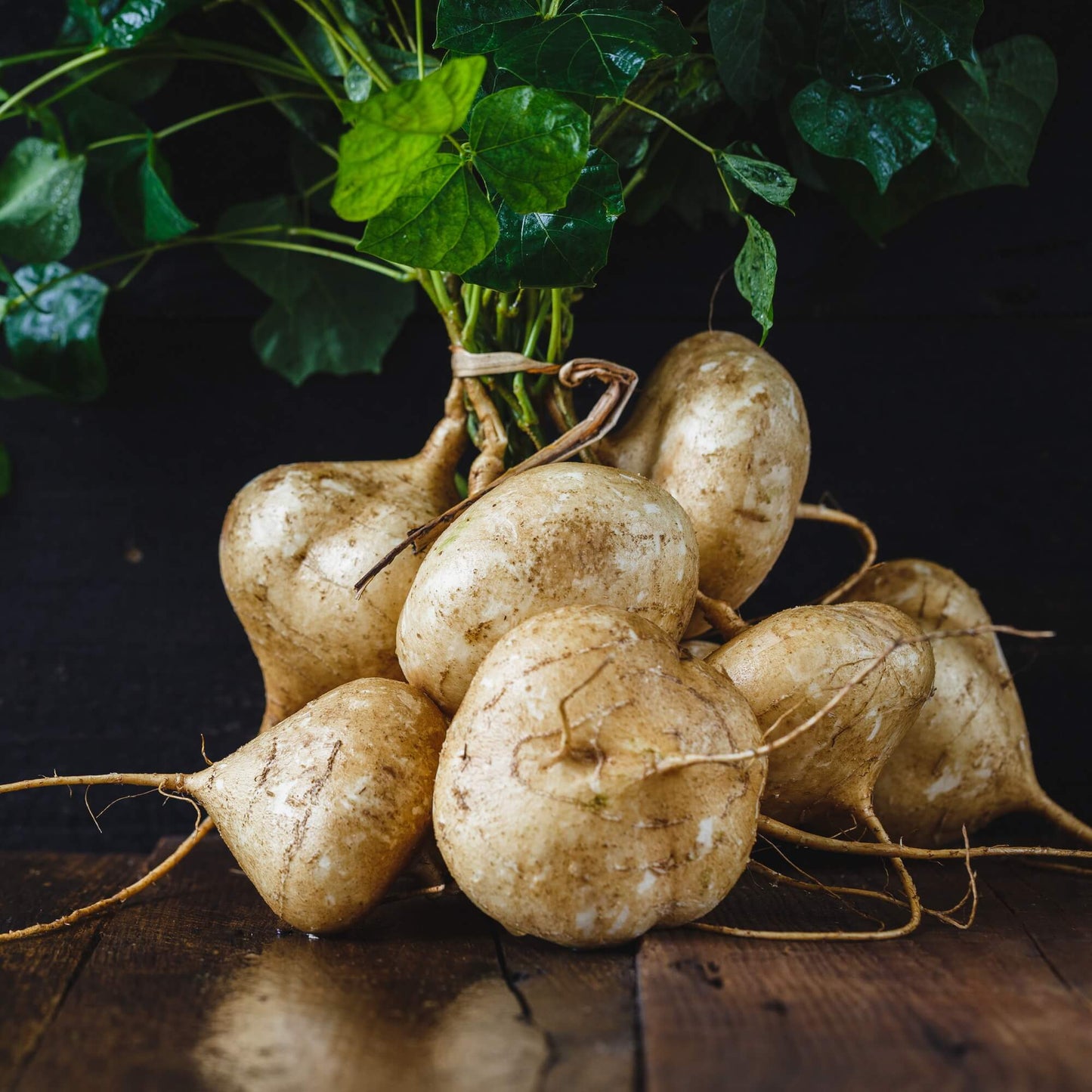 Jicama Vegetable Seeds
