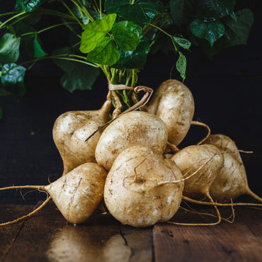 Jicama Vegetable Seeds