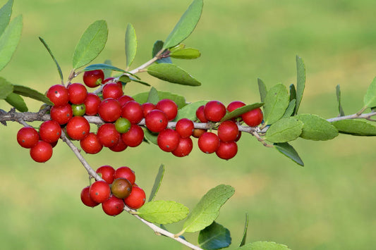 Yaupon Flower seeds for Planting Easy to Grow Heirloom & GMO Free Seeds for Home Garden 
 
 Sale for planting in home garden