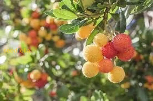 Plant Yellow Bayberry Fruit Seeds heirloom non-gmo organic garden seeds