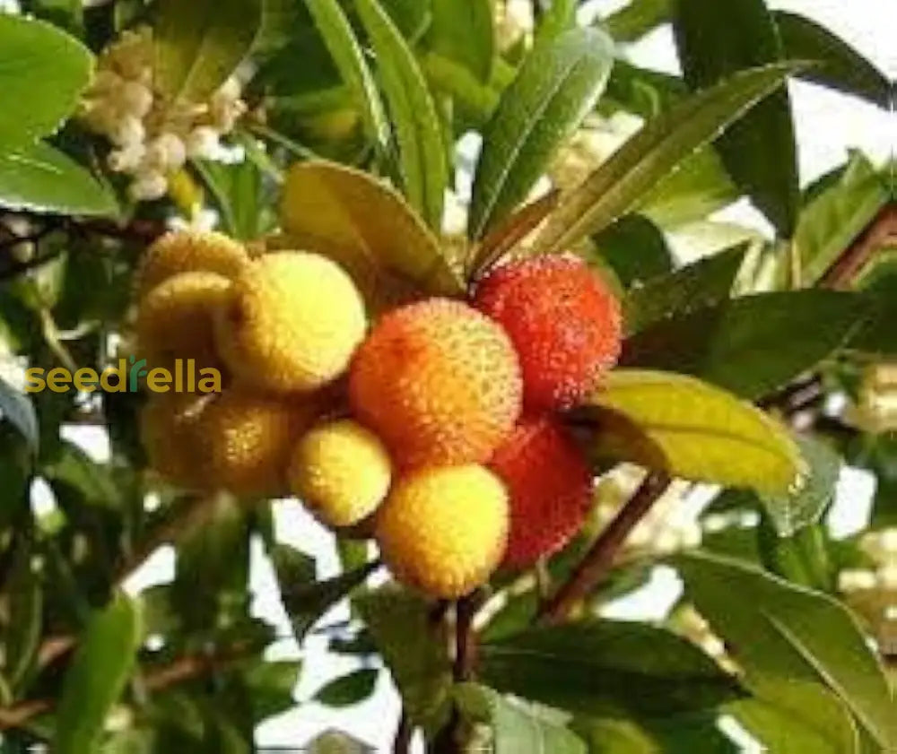 Plant Yellow Bayberry Fruit Seeds