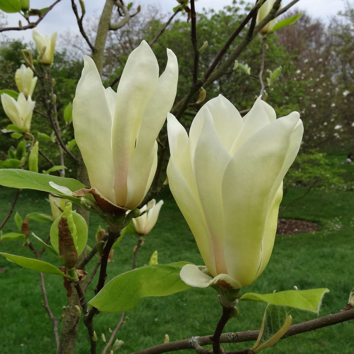 Light Yellow Yulan Flower seeds for Planting - Low Maintenance, Heirloom & GMO Free Seeds for Home Garden
 
 Sale for planting in home garden