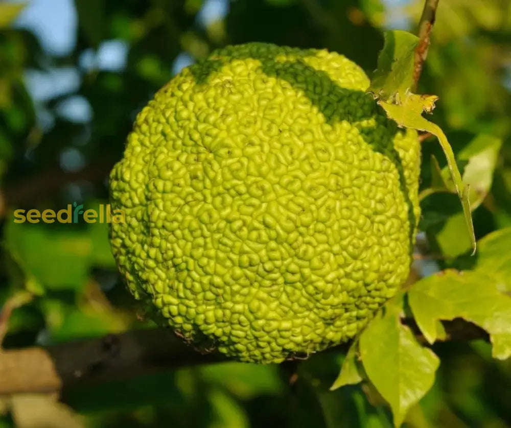 Yellow Maclura Fruit Seeds Planting heirloom non-gmo organic garden seeds