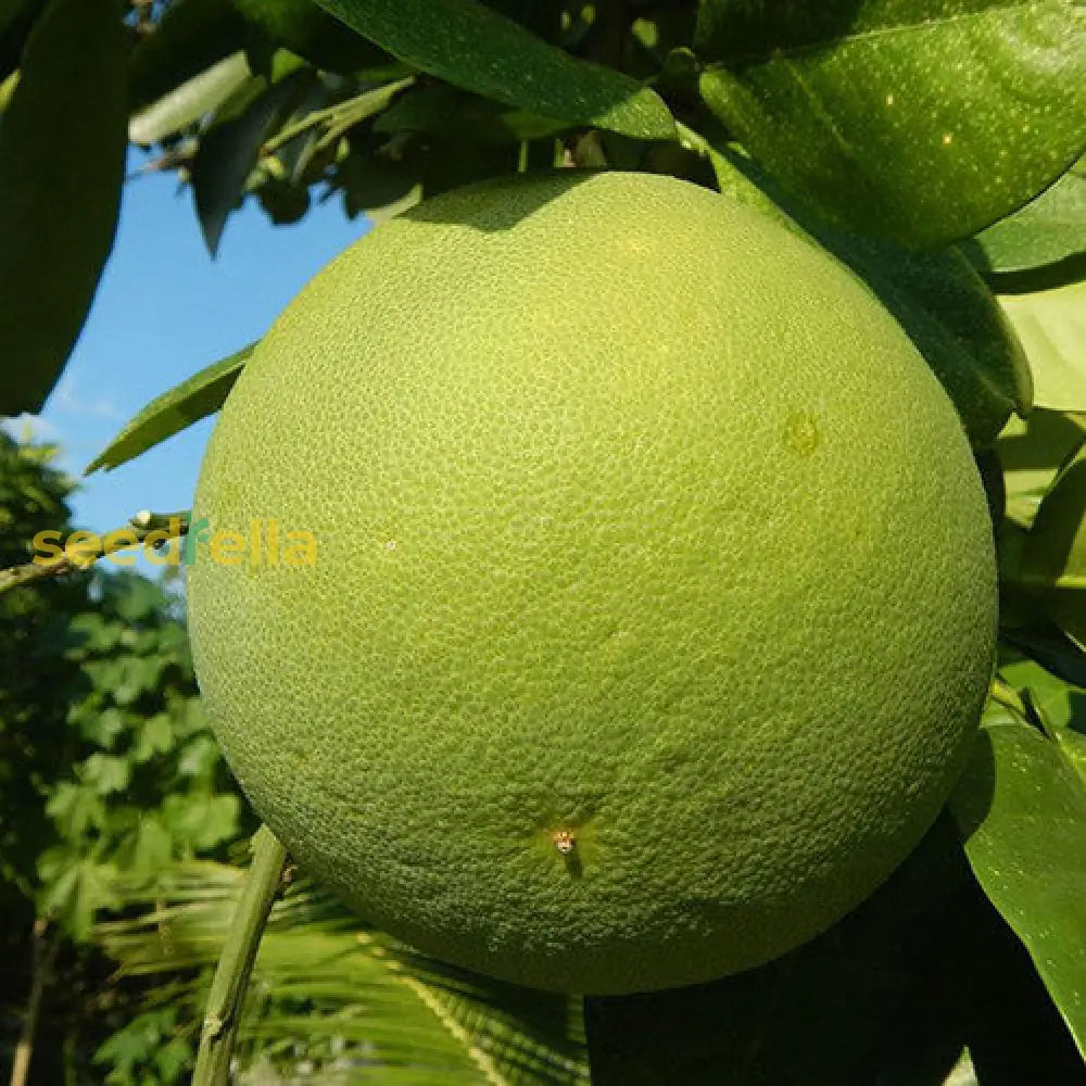 Yellow Mini Pummello Fruit Seeds For Planting heirloom non-gmo organic garden seeds