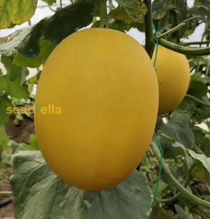 Yellow Muskmelon Fruit Planting Seeds heirloom non-gmo organic garden seeds