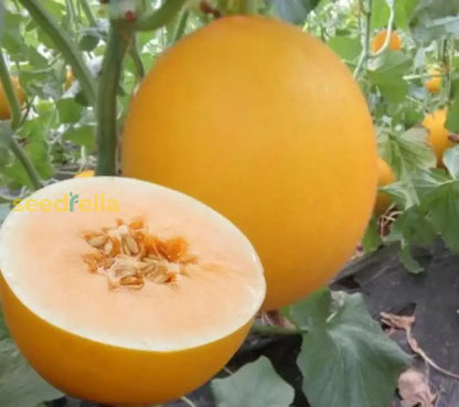 Yellow Muskmelon Fruit Planting Seeds