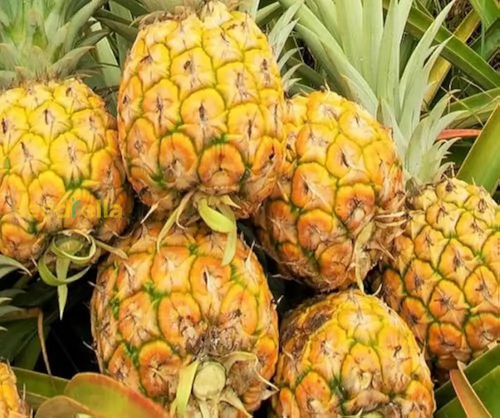 Yellow Pineapple Fruit Seeds Planting heirloom non-gmo organic garden seeds