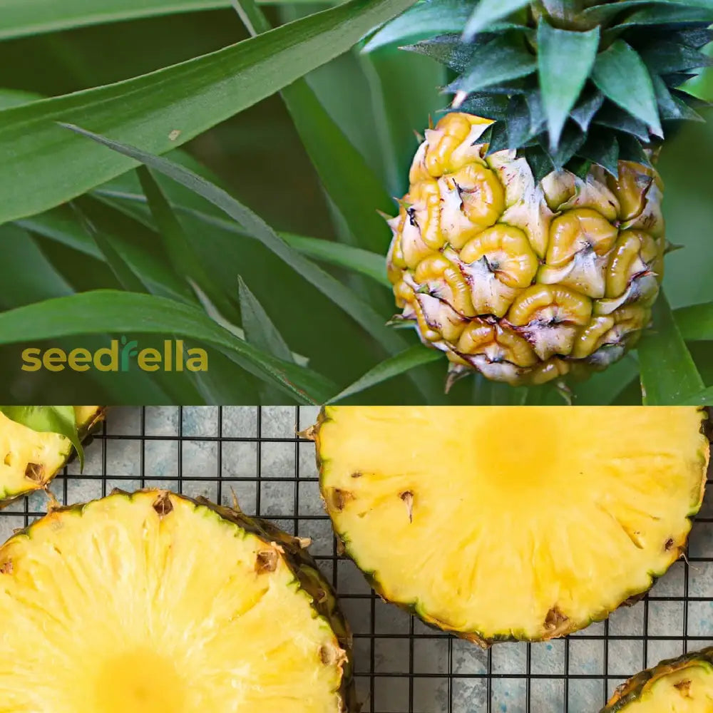Yellow Pineapple Fruit Seeds Planting