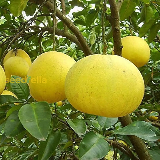 Yellow Pomelo Fruit Seeds Planting Guide heirloom non-gmo organic garden seeds