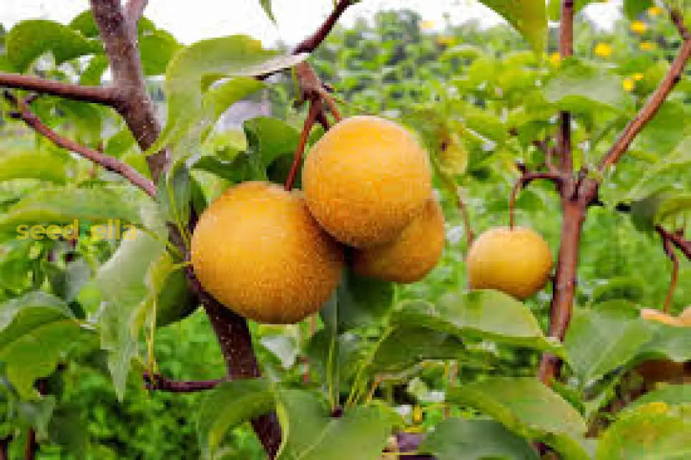 Yellow Pyrus Pyrifolia Fruit for Planting - Seeds for Thriving Orchards and Sweet Treats