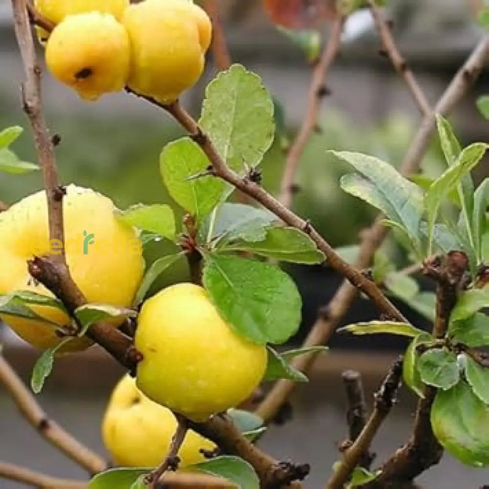 Yellow Quince Seeds For Planting Grow Your Own Fruit heirloom non-gmo organic garden seeds