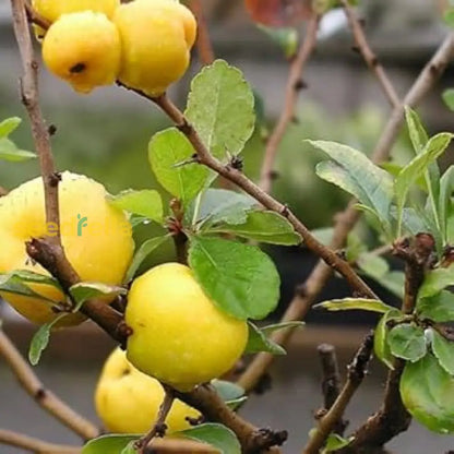 Yellow Quince Seeds For Planting Grow Your Own Fruit heirloom non-gmo organic garden seeds