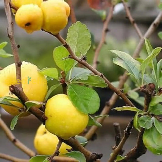 Yellow Quince Seeds For Planting Grow Your Own Fruit heirloom non-gmo organic garden seeds