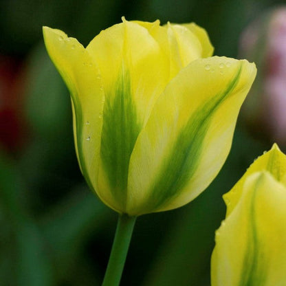 Tulip Flower seeds for Planting - Cottage Garden Essential, Heirloom & GMO Free Seeds for Home Garden