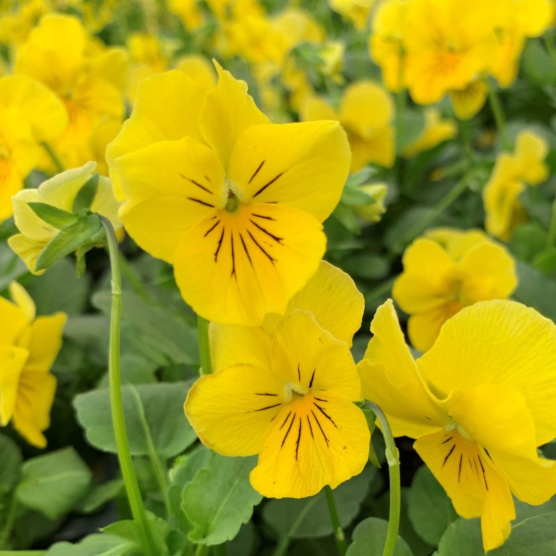 Pansy Flower seeds for Planting - Perfect for Borders, Heirloom & GMO Free Seeds for Home Garden
 
 Sale for planting in home garden