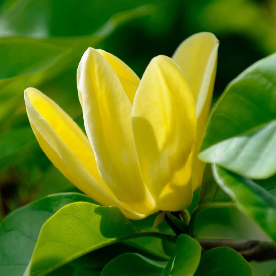 Butterfly Magnolia Flower Seeds