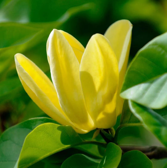 Butterfly Magnolia Flower Seeds