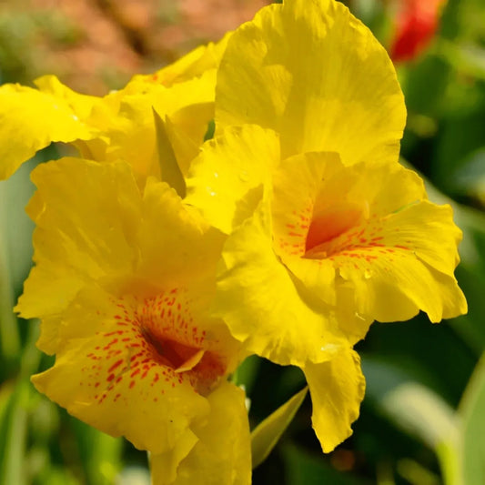 Yellow Canna Lily Flower Seeds