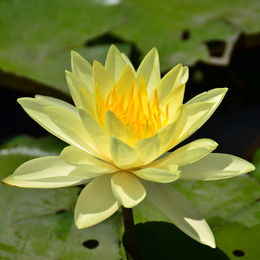 Yellow Lotus Seeds (Golden Lotus) - Bright and Elegant Aquatic Flower for Ponds