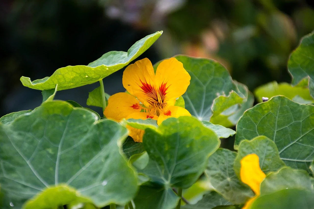 Bright Yellow Nasturtium Garden Blooms
